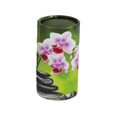 Orchid
